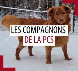 Animaux de compagnie des patrouilleurs – Juillet 2025